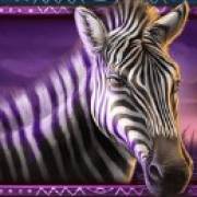 African Elephant: Zebra