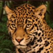 Mayan Spirit: Leopard