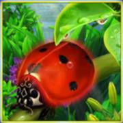 Rainbow Luck: Ladybug