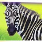 Safari Dream: Zebra