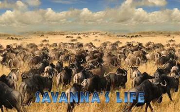 Savanna`s Life slot