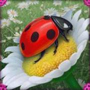 Serendipity: Ladybug