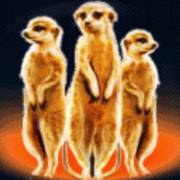 Silver Lion Feature Ball: Meerkats